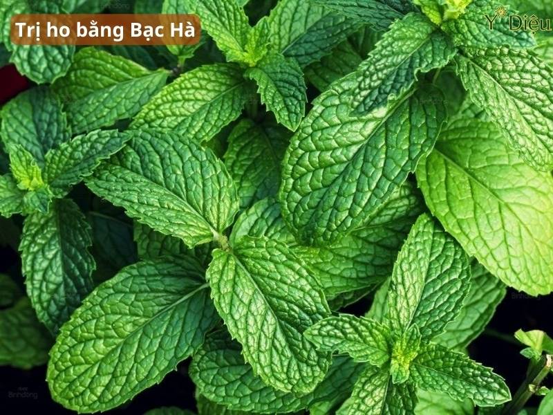 Trị Ho Bằng Bạc Hà Tự Nhiên Hiệu Quả An Toàn Dễ Sử Dụng